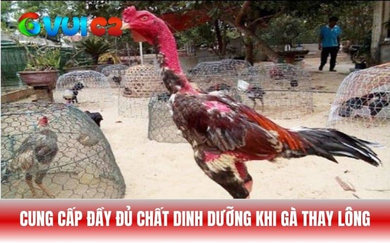 Khi gà thay lông cần cung cấp đầy để chất dinh dưỡng