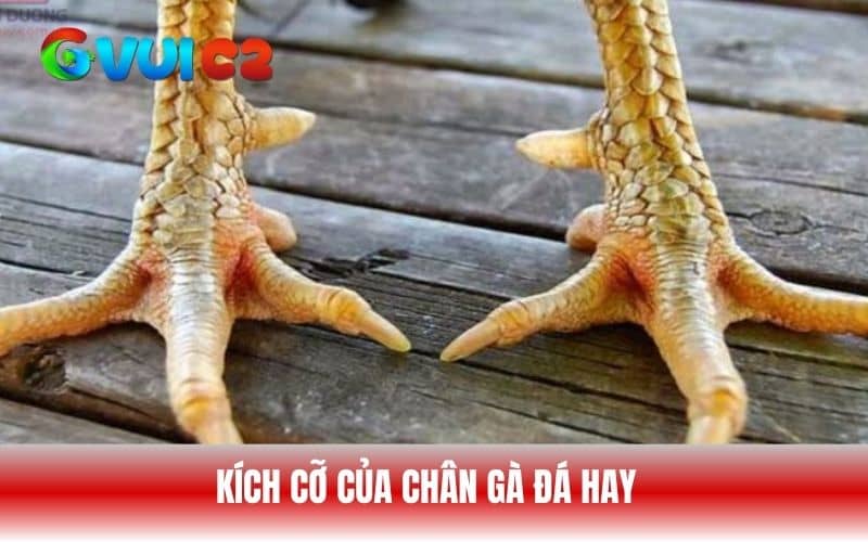 Kích cỡ của chân gà đá hay mà sư kê nên chọn
