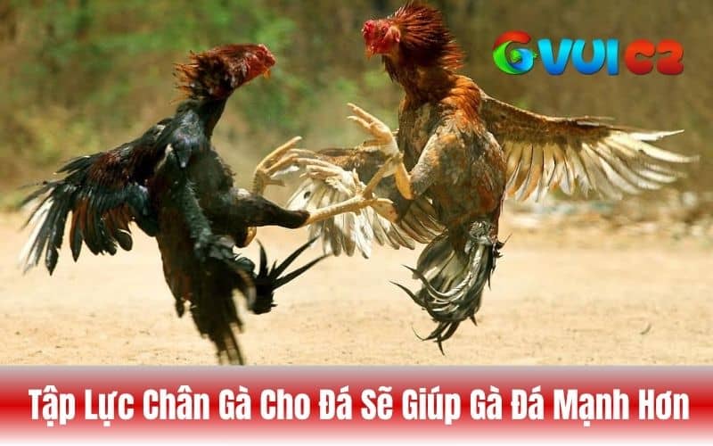 Lợi ích khi tập lực chân cho gà đá sẽ giúp gà đá mạnh hơn
