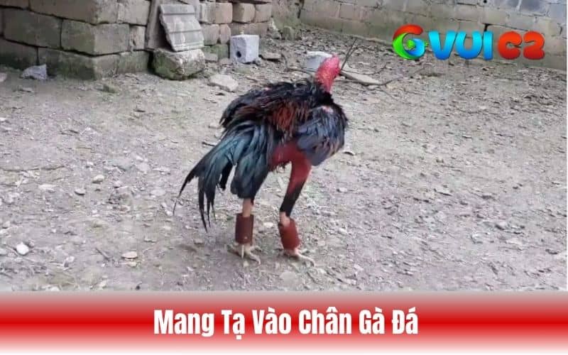 Mang tạ vào chân gà giúp chân chắc khỏe hơn