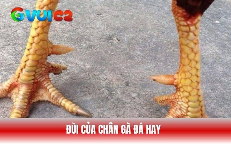 Nên chọn những chiến kê có đùi to, cơ bắp săn chắc
