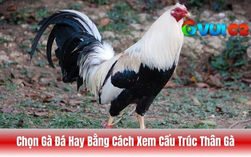 Nên ưu tiên những con gà có thân hình săn chắc, cơ bắp rõ ràng và lượng mỡ thấp