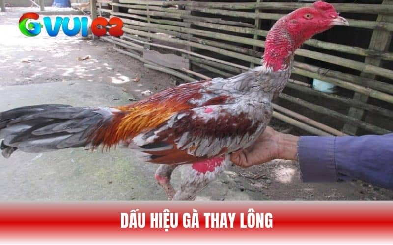 Những dấu hiệu nhận biết gà thay lông