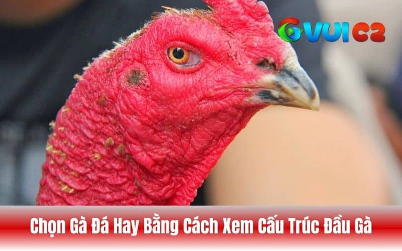 Phần đầu gà là yếu tố quan trọng giúp nhận biết khả năng phản xạ, sự linh hoạt