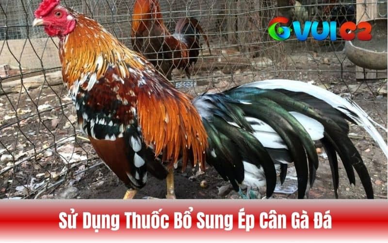 Sử dụng các loại thuốc giảm mỡ thừa ở gà Sử dụng các loại thuốc giảm mỡ thừa ở gà