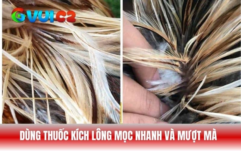 Sử dụng các loại thuốc kích lông mọc đúng với liệu trình