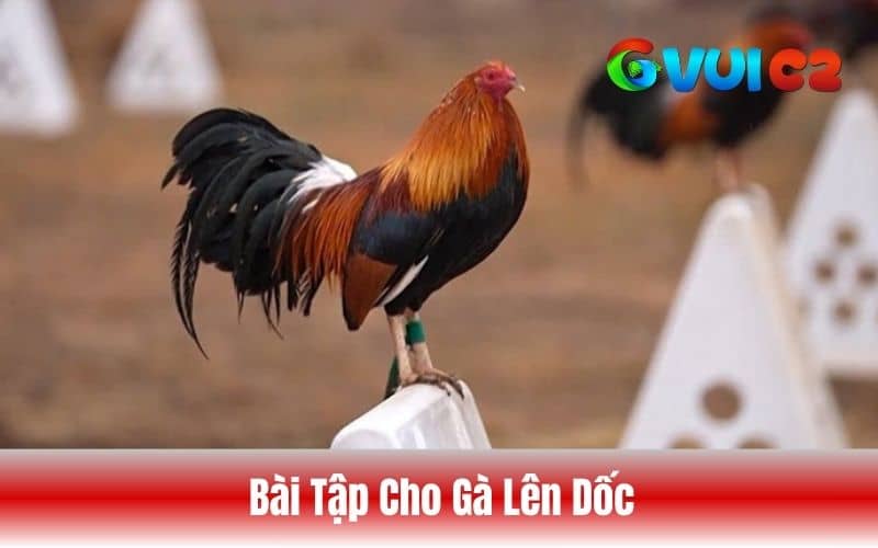 Tập cho gà leo dốc giúp gà có thể bay nhảy khi thi đấu tốt hơn