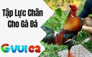 Tập Lực Chân Cho Gà Đá