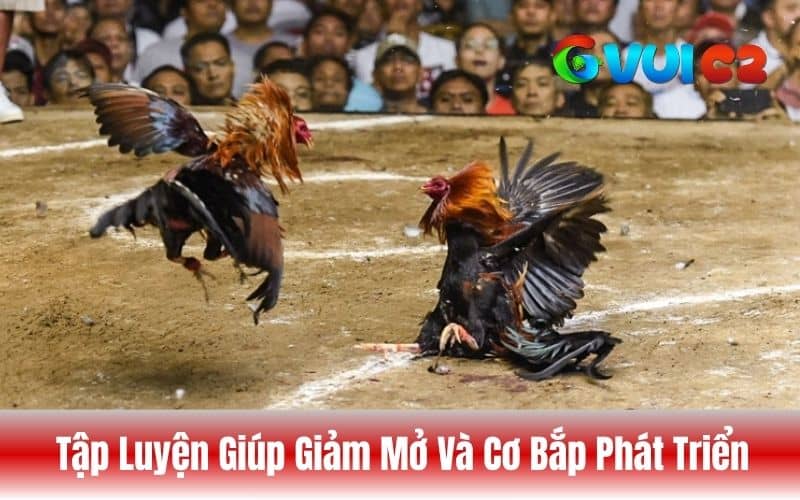 Tập luyện giúp gà giảm cân hiệu quả Tập luyện giúp gà giảm cân hiệu quả