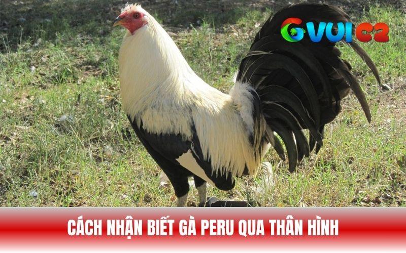 Thân hình của gà Peru