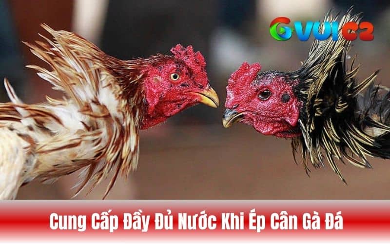 Trong quá trình ép cân gà đá không được để thiếu nước Trong quá trình ép cân gà đá không được để thiếu nước