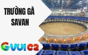 Trường gà Savan