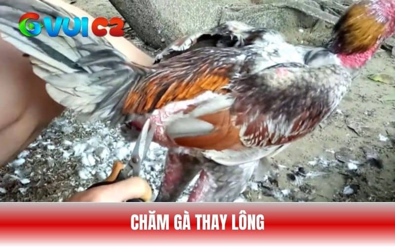 Việc chăm gà thay lông không đơn giản