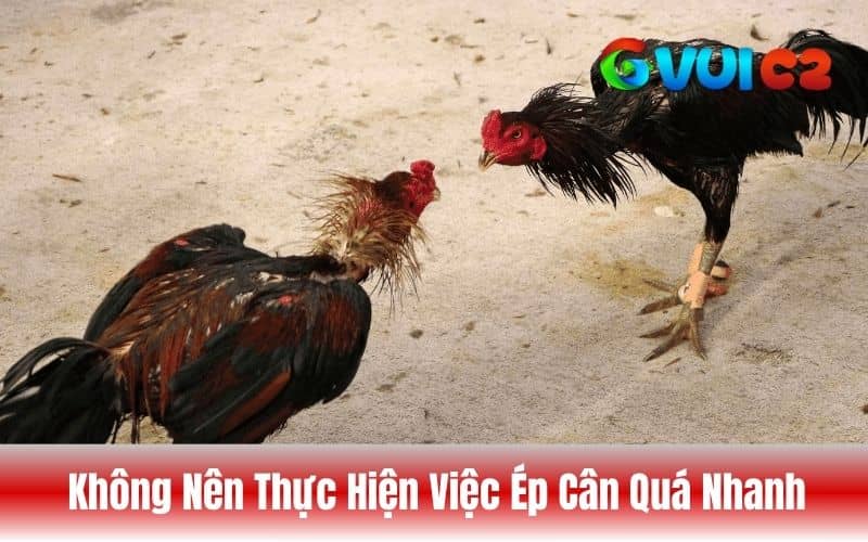Việc ép cân diễn ra quá nhanh có thể ảnh hưởng đến sức khỏe của gà Việc ép cân diễn ra quá nhanh có thể ảnh hưởng đến sức khỏe của gà