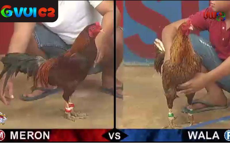 AE888 mở cược với tỷ lệ cạnh tranh nhất thị trường