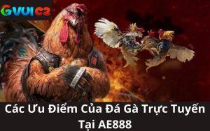 Đá Gà Trực Tuyến Tại AE888